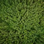 Ein grüner Nadelwald von oben.